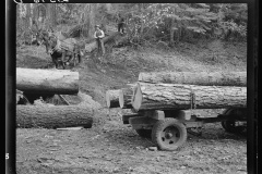 Ola-Coopertiave-Sawmill-Horse